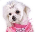 doggie crown - pink
