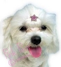 doggie crystal star - blue