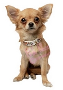crystal doggie collar