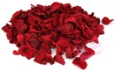 rose petals - burgundy / claret