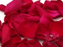 rose petals - hot pink